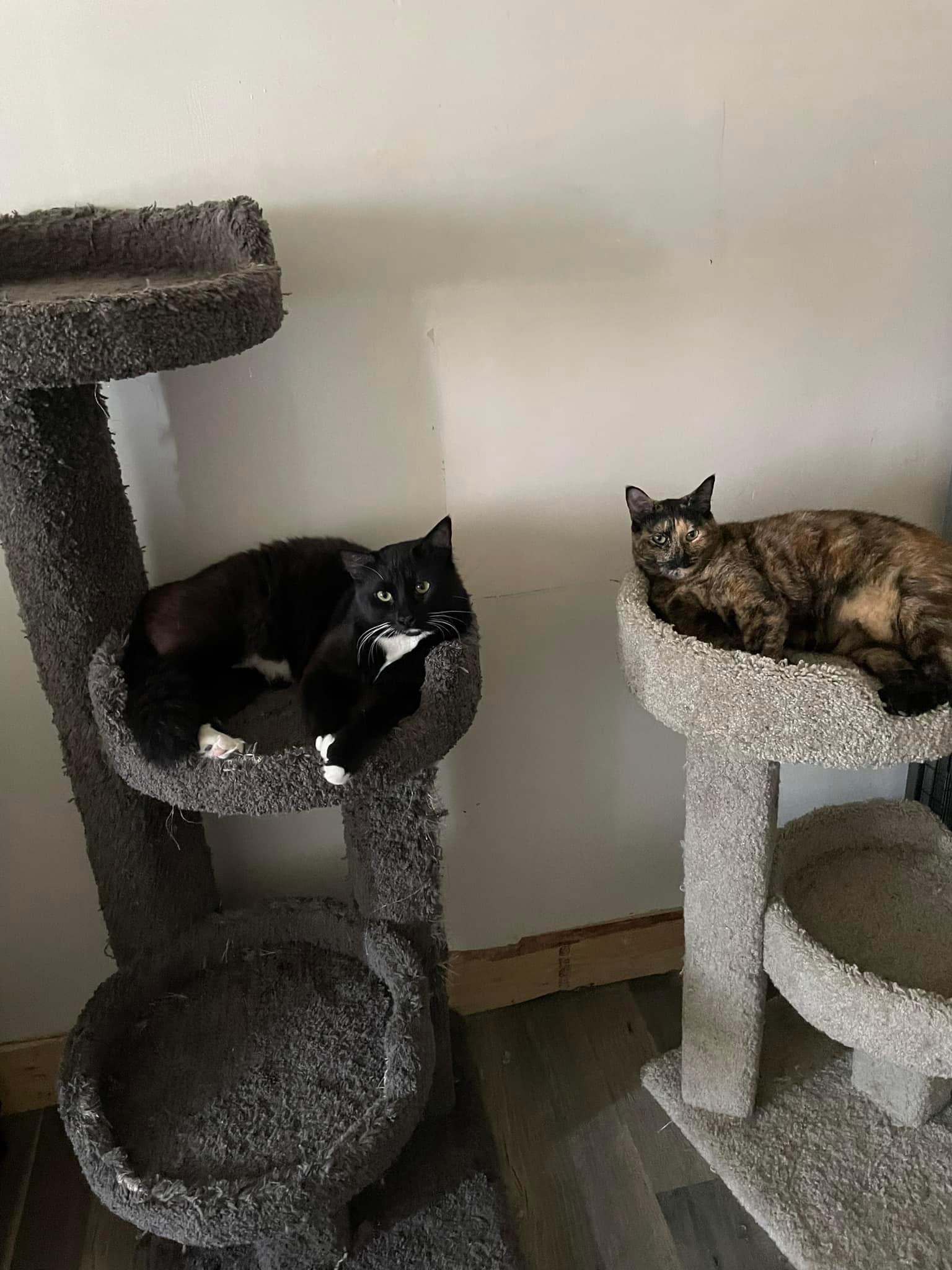 Honey, a Adopted Tortoiseshell in Tacoma, WA image 3/4