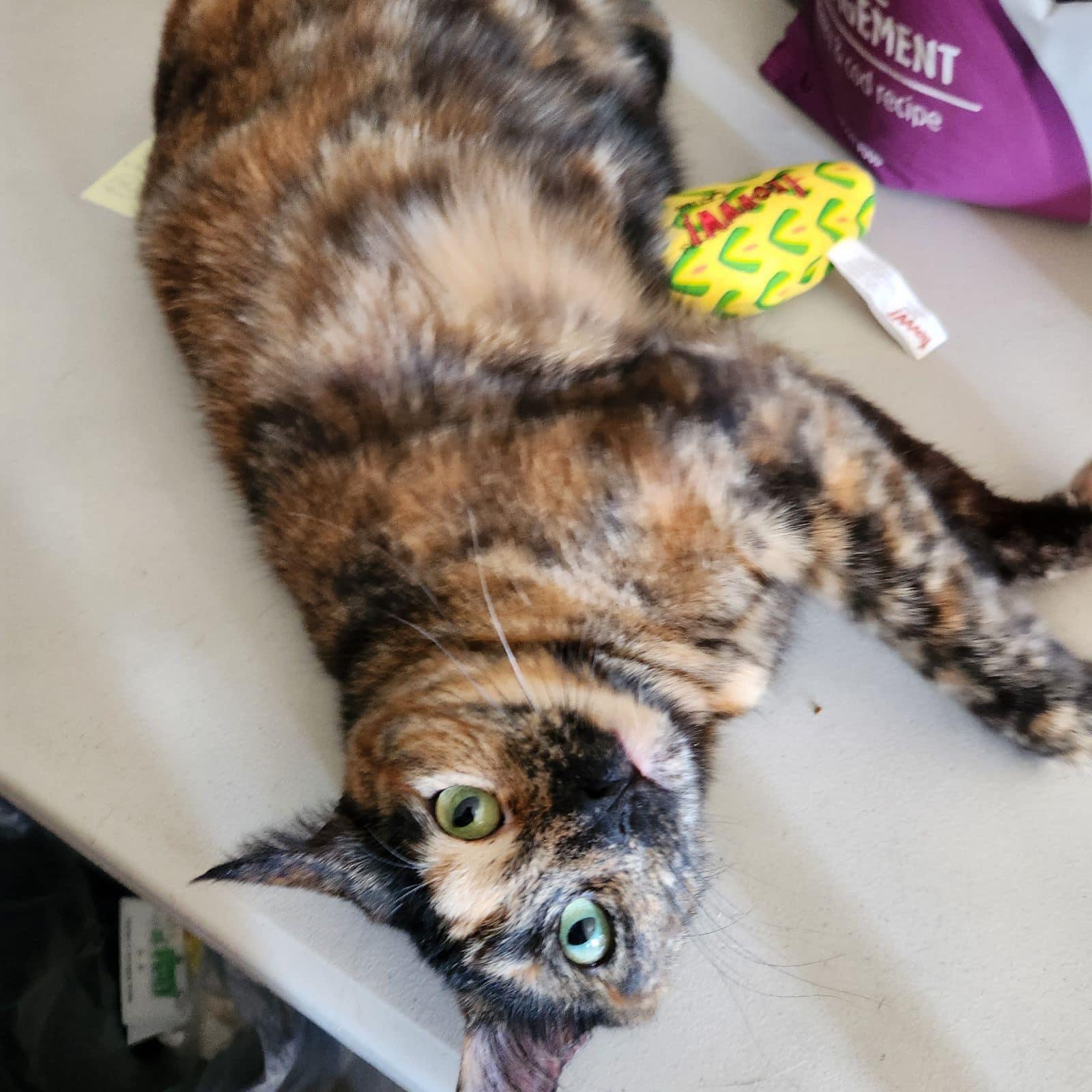 Honey, a Adopted Tortoiseshell in Tacoma, WA image 2/4
