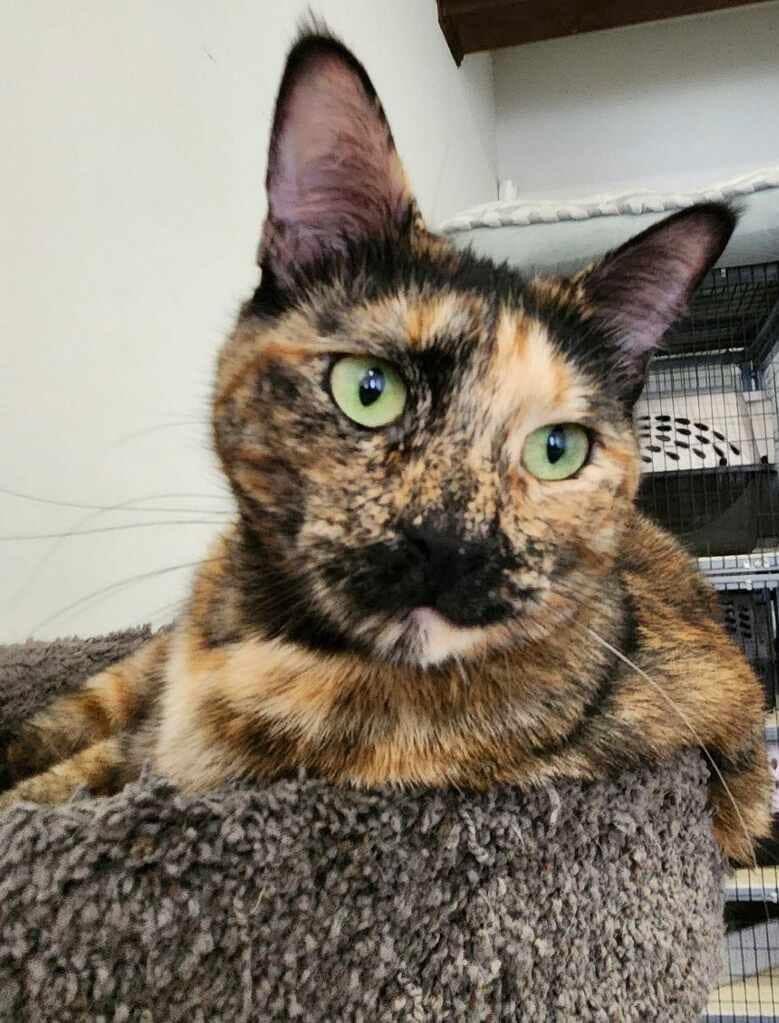 Honey, a Adopted Tortoiseshell in Tacoma, WA image 1/4