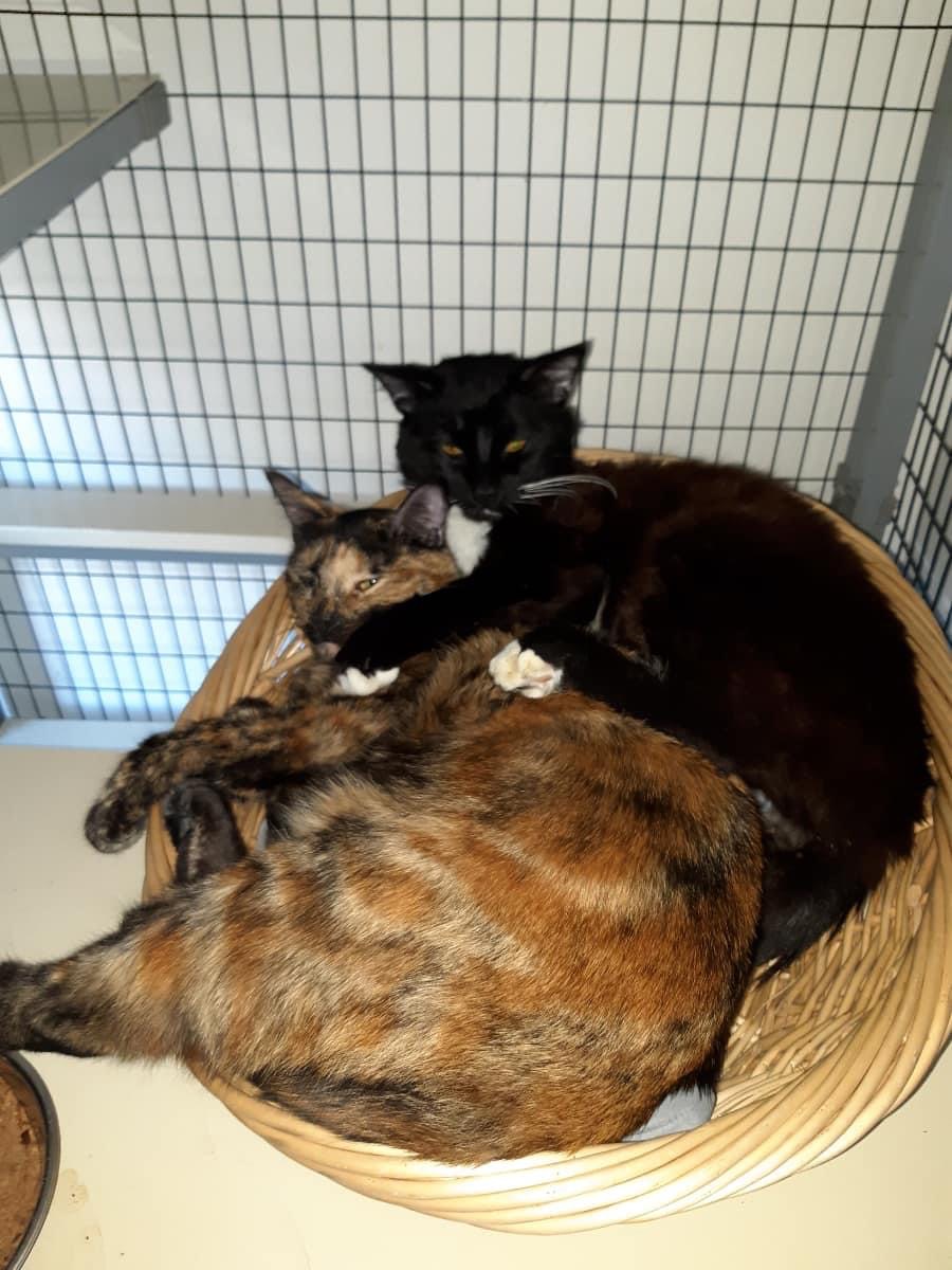 Honey, a Adopted Tortoiseshell in Tacoma, WA image 4/4