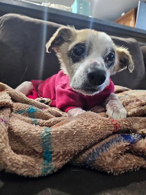 Dodie, Adoptable, Adult Female Chihuahua.