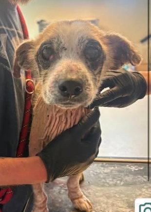 Enlarge Dodie, a Adoptable Chihuahua in Newport, KY image 3/3