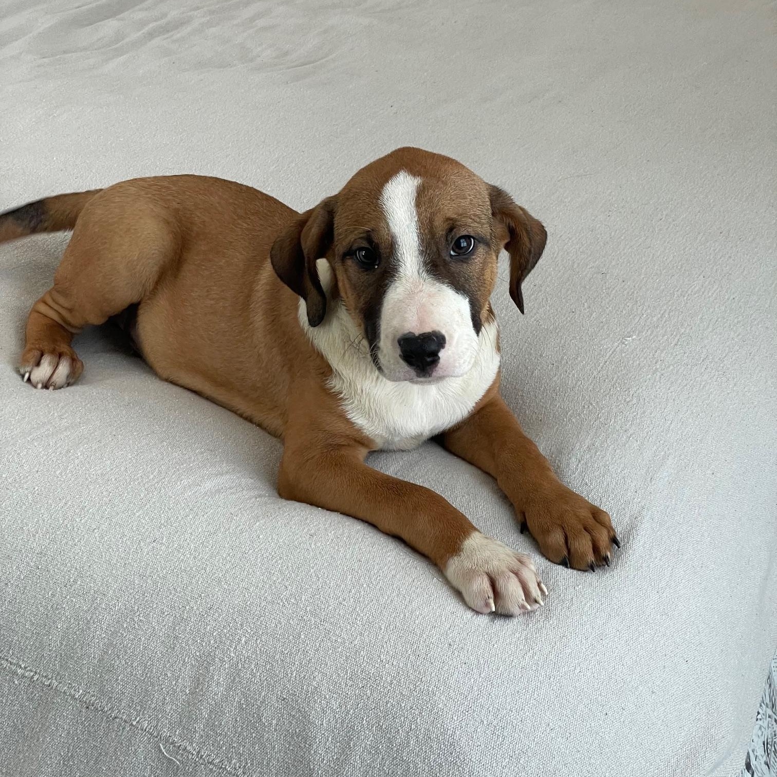 cuddly crosby, a ADOPTABLE mixed breed in West Hartford , CT image 3/4