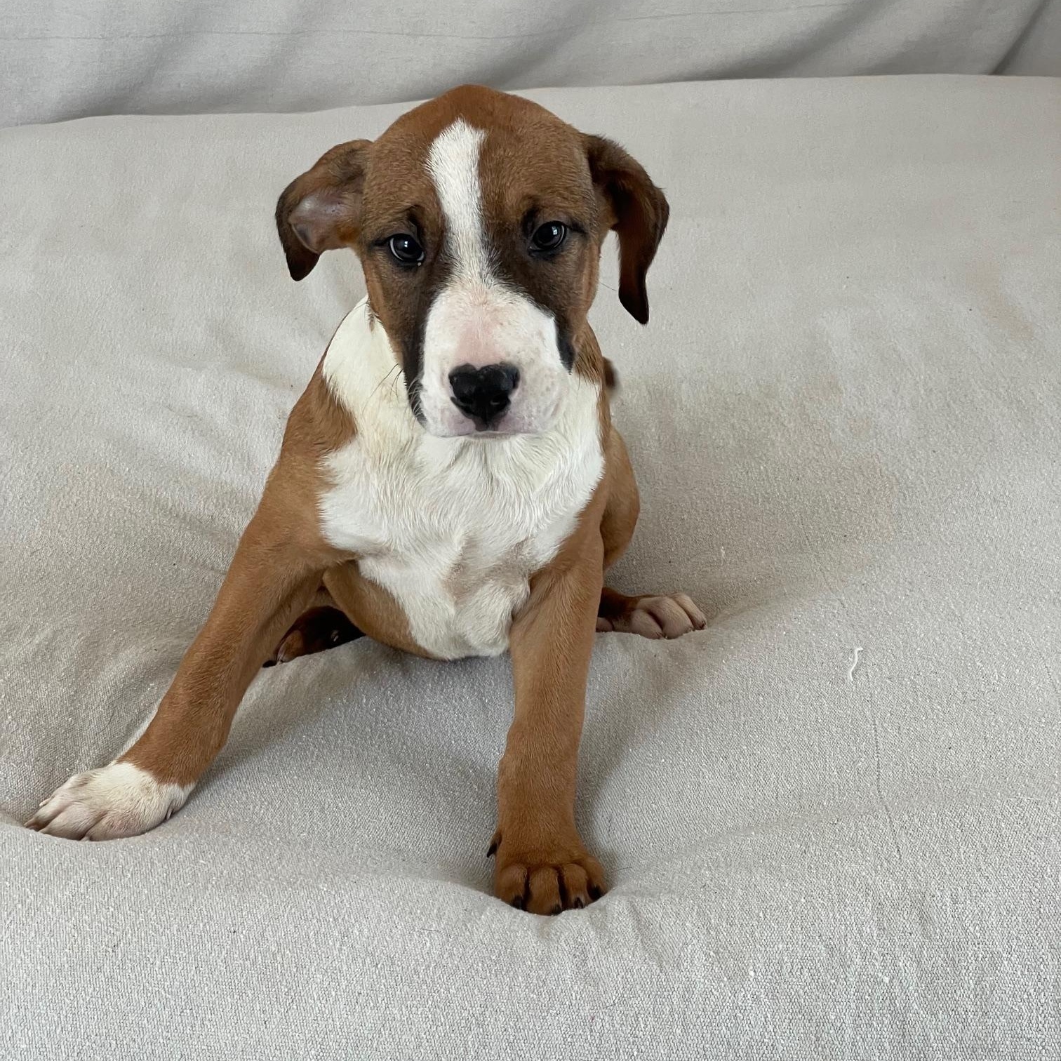 cuddly crosby, a ADOPTABLE mixed breed in West Hartford , CT image 2/4