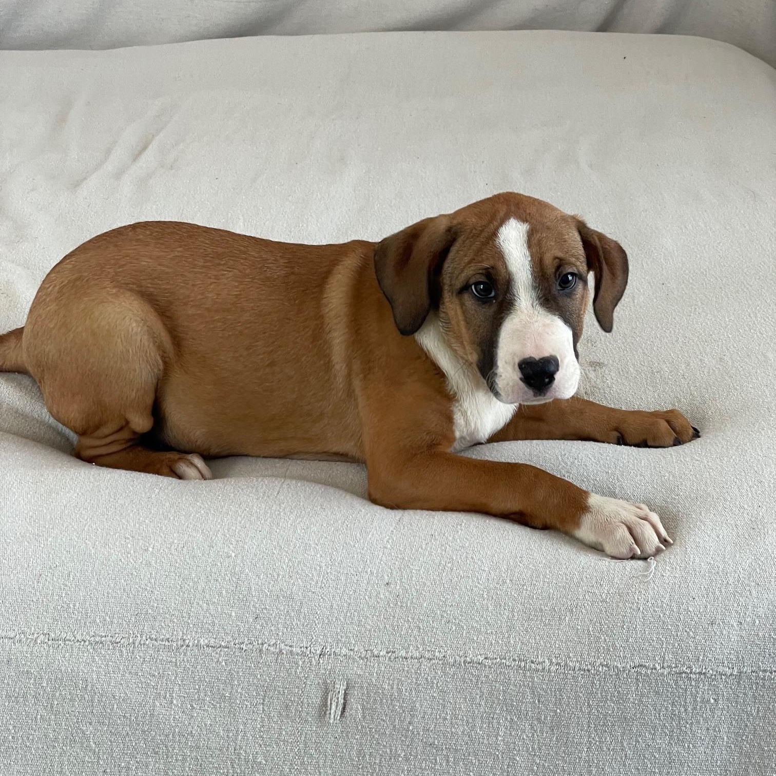 cuddly crosby, a ADOPTABLE mixed breed in West Hartford , CT image 4/4