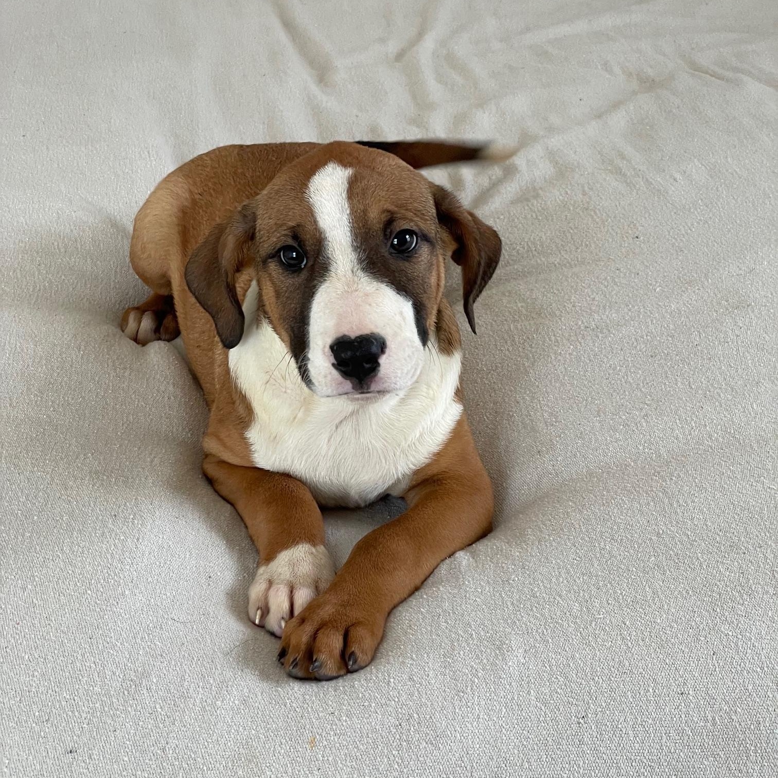 cuddly crosby, ADOPTABLE, Puppy Male Labrador Retriever & Boxer.