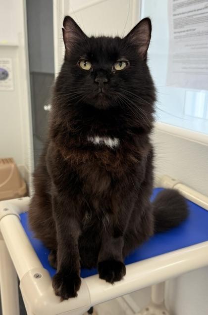 Enlarge Arabella, a Adoptable mixed breed in Venice, FL image 1/3