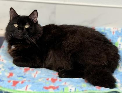 Enlarge Arabella, a Adoptable mixed breed in Venice, FL image 2/3