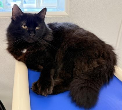 Enlarge Arabella, a Adoptable mixed breed in Venice, FL image 3/3