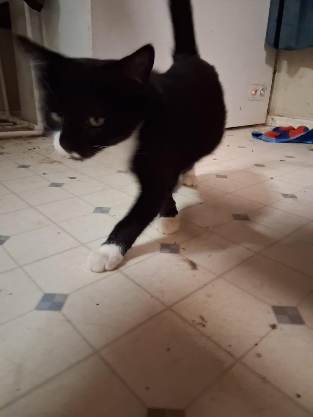 Banshee, an adoptable Domestic Short Hair in Klamath Falls, OR, 97603 | Photo Image 1