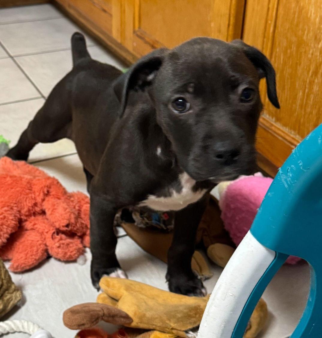 Enlarge Ember, a Adoptable mixed breed in Sanford, FL image 1/2