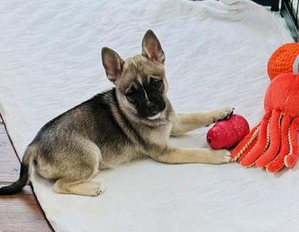 Enlarge NIKKI, an adopted mixed breed in Bonney Lake, WA image 2/3