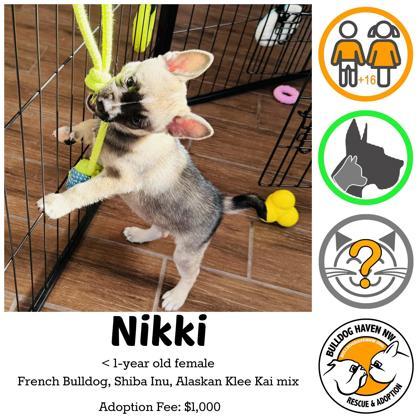 NIKKI, adopted, Puppy Female French Bulldog & Shiba Inu.