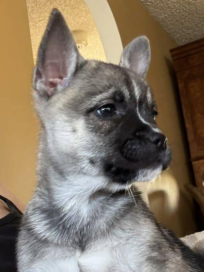 Enlarge NIKKI, an adopted mixed breed in Bonney Lake, WA image 3/3