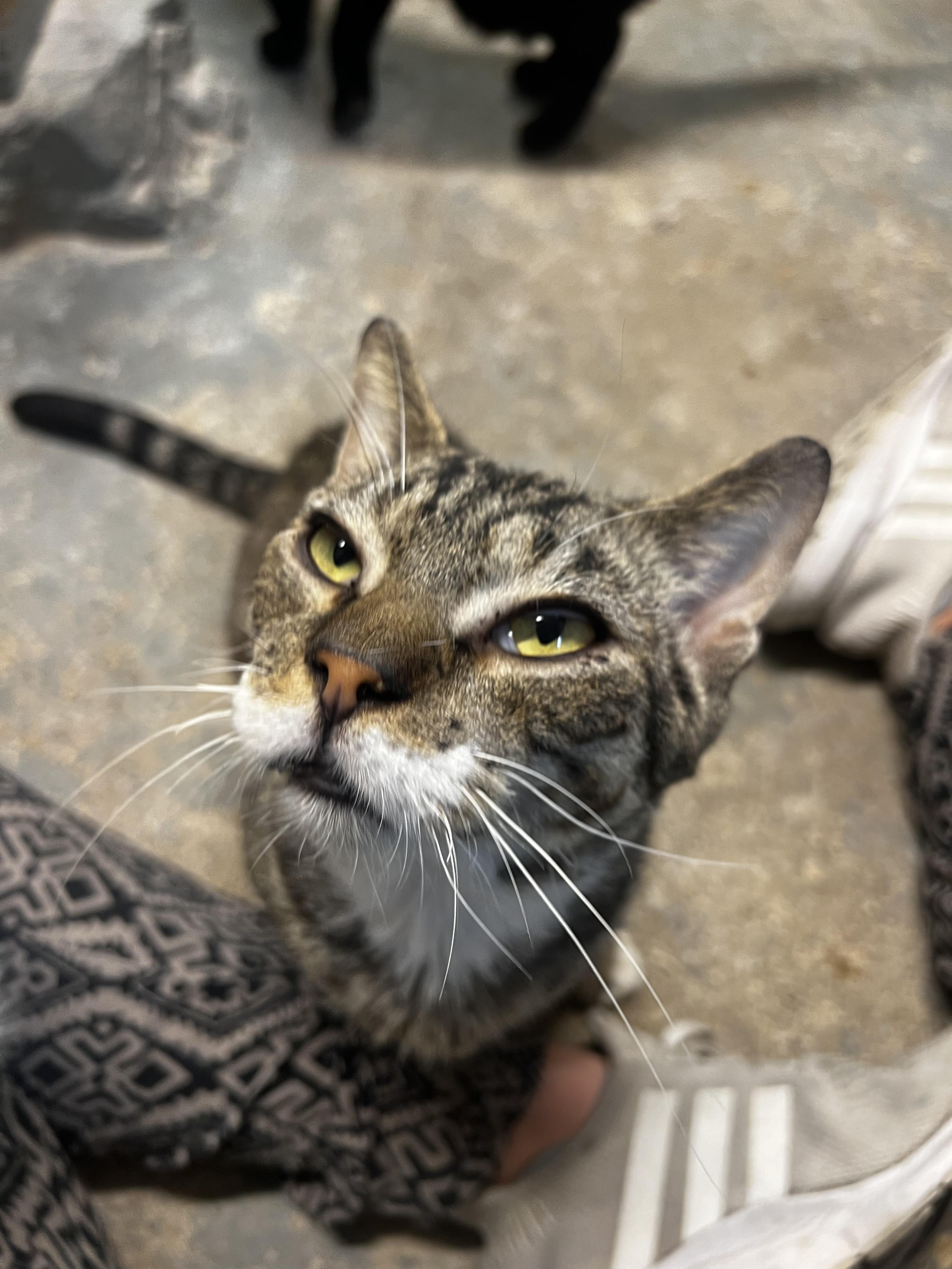 Matteo N. - VERY GENTLE BOY, Adoptable, Young Male Domestic Short Hair.