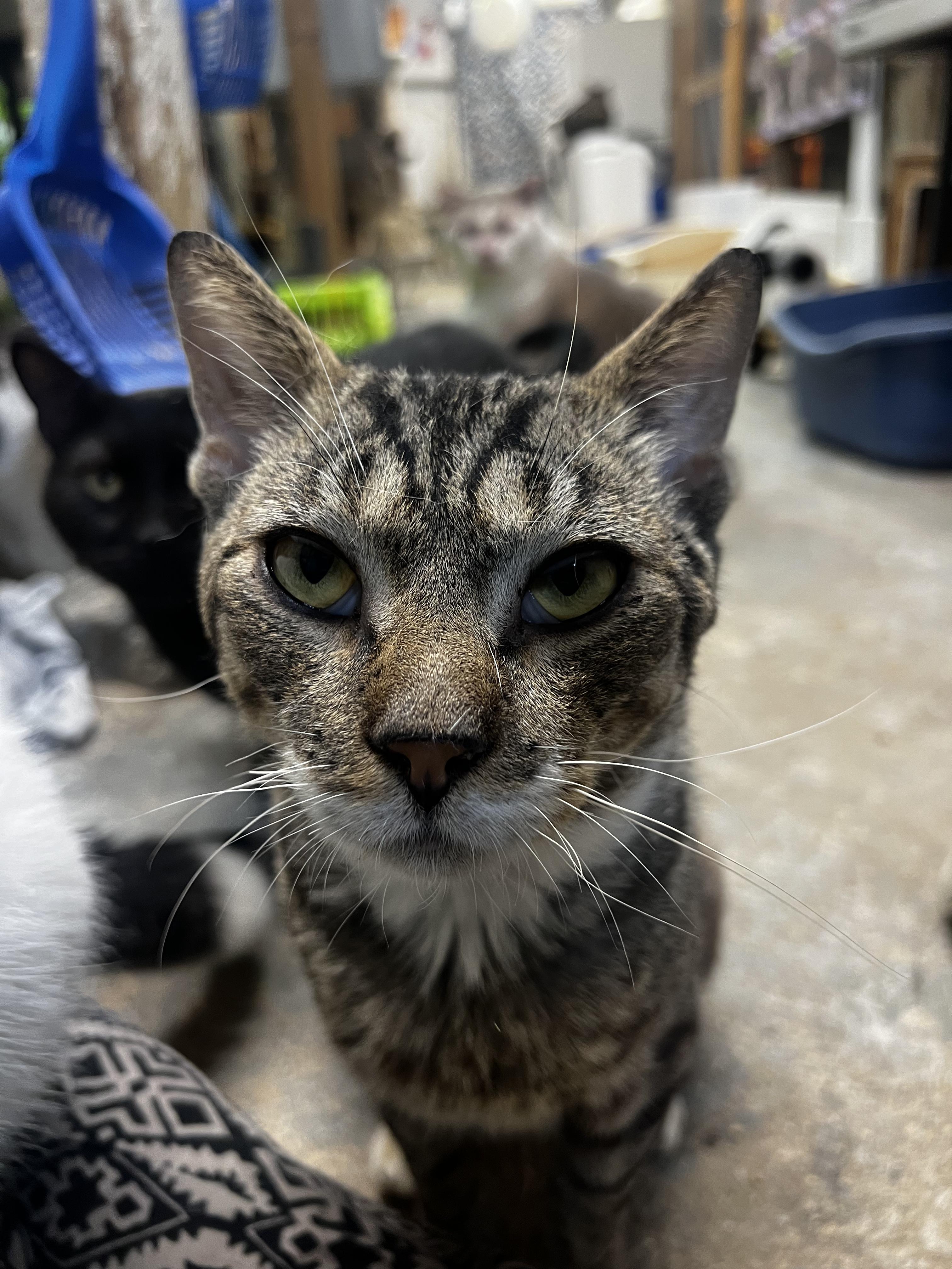 Enlarge Matteo N. - VERY GENTLE BOY, a Adoptable Domestic Short Hair in New York, NY image 2/4