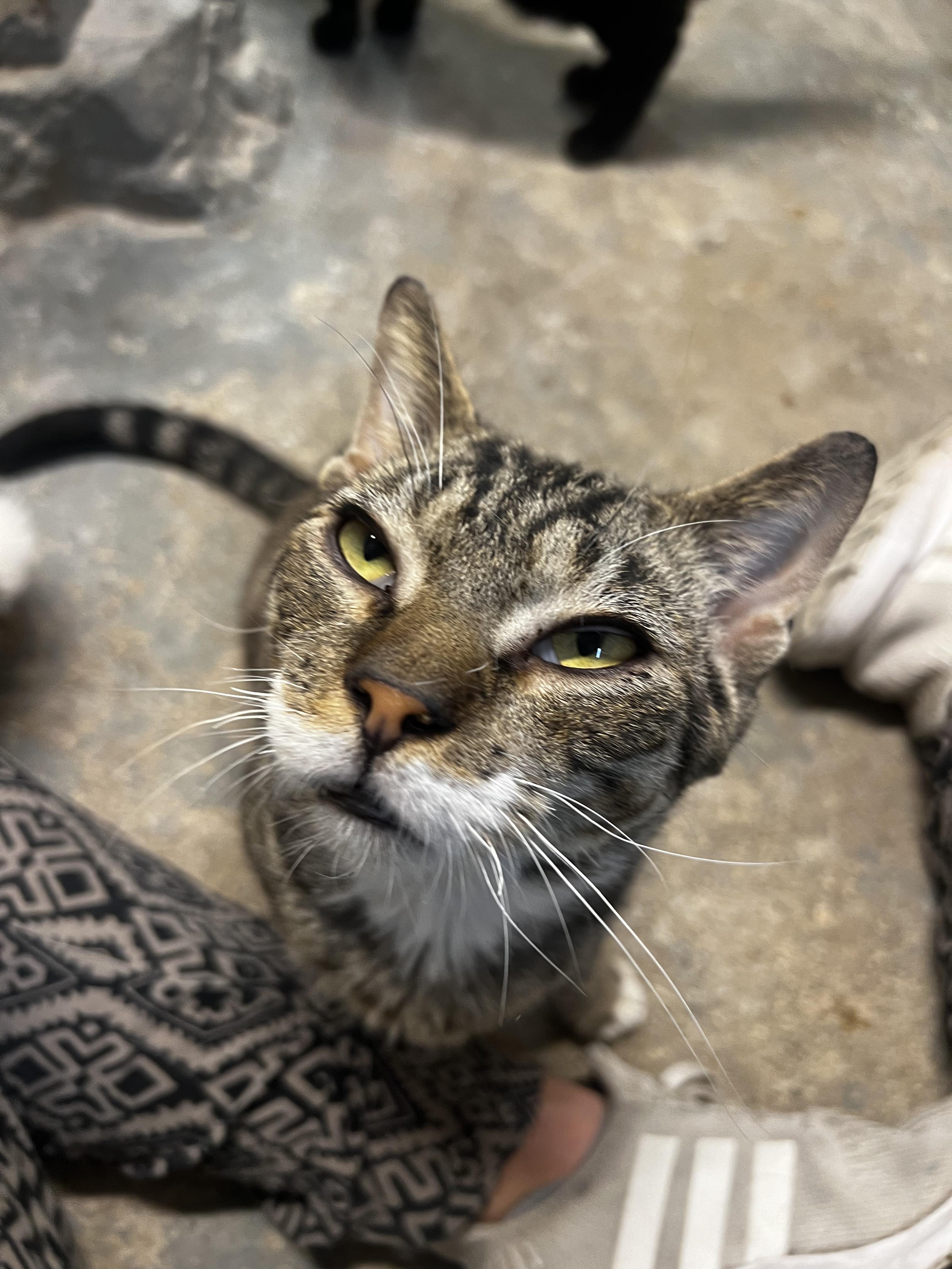 Enlarge Matteo N. - VERY GENTLE BOY, a Adoptable Domestic Short Hair in New York, NY image 4/4