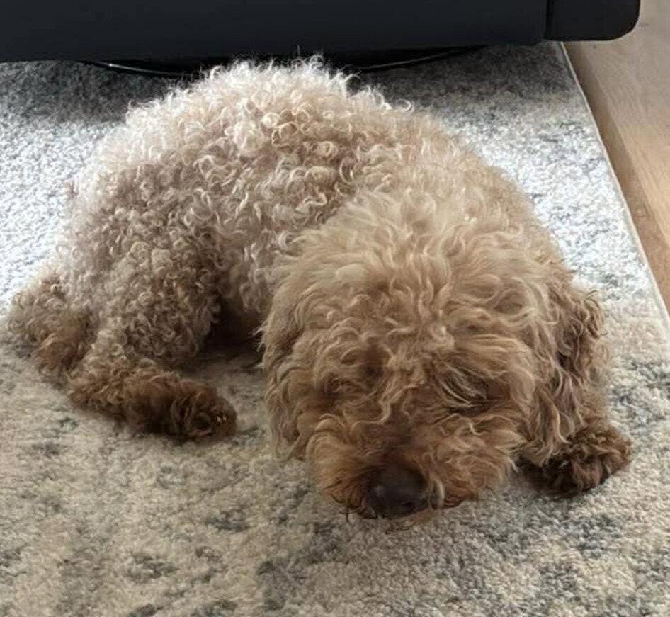 Enlarge Lucky (GA), a Adoptable Poodle in New York, NY image 3/3