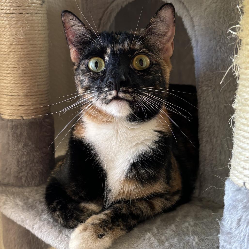 Enlarge Papaya, a Adoptable Domestic Short Hair in Wahiawa, HI image 1/1