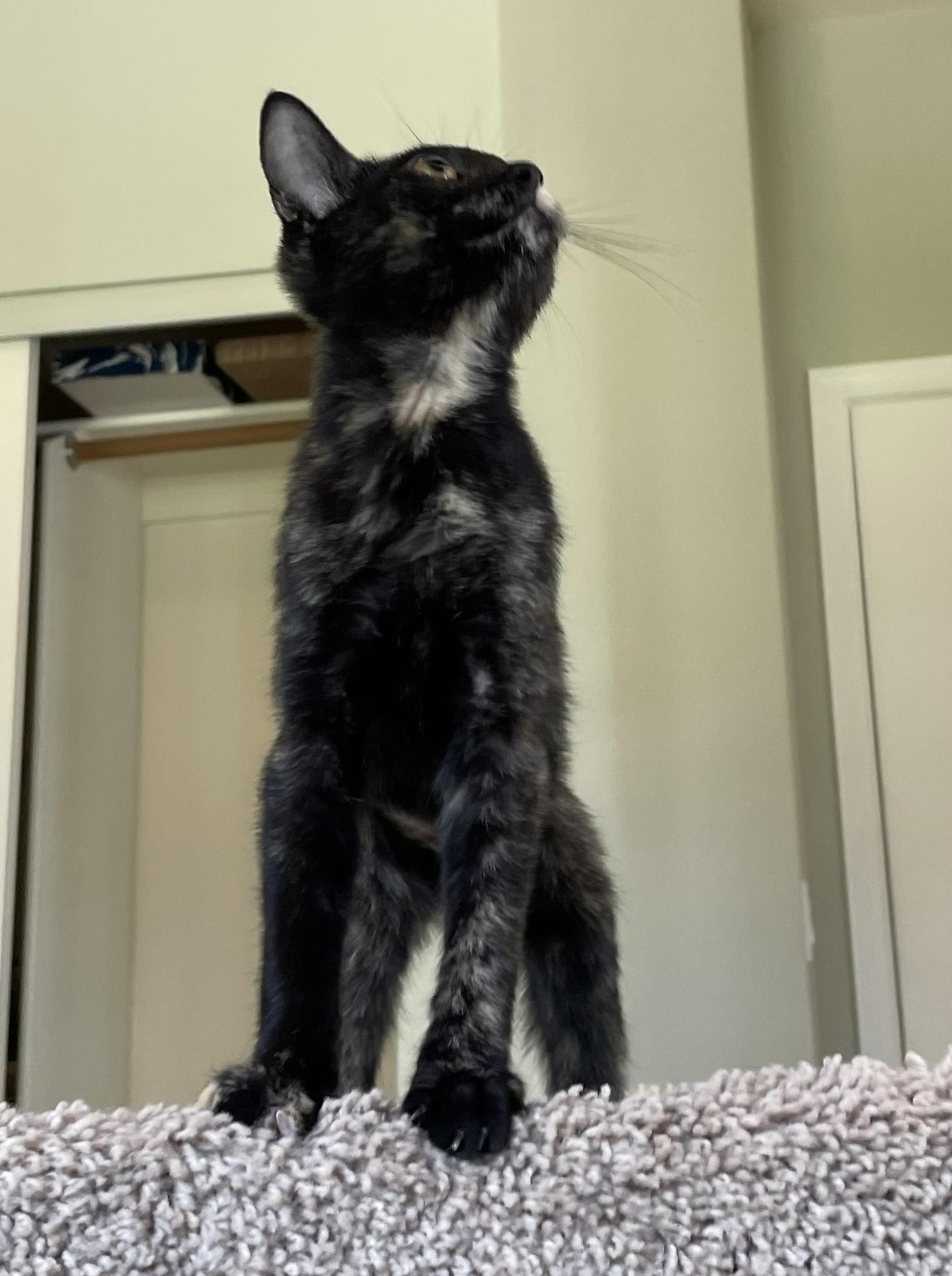 Enlarge Snickers — Sweet as Can Be, a Adopted Tortoiseshell in Prescott, AZ image 4/4