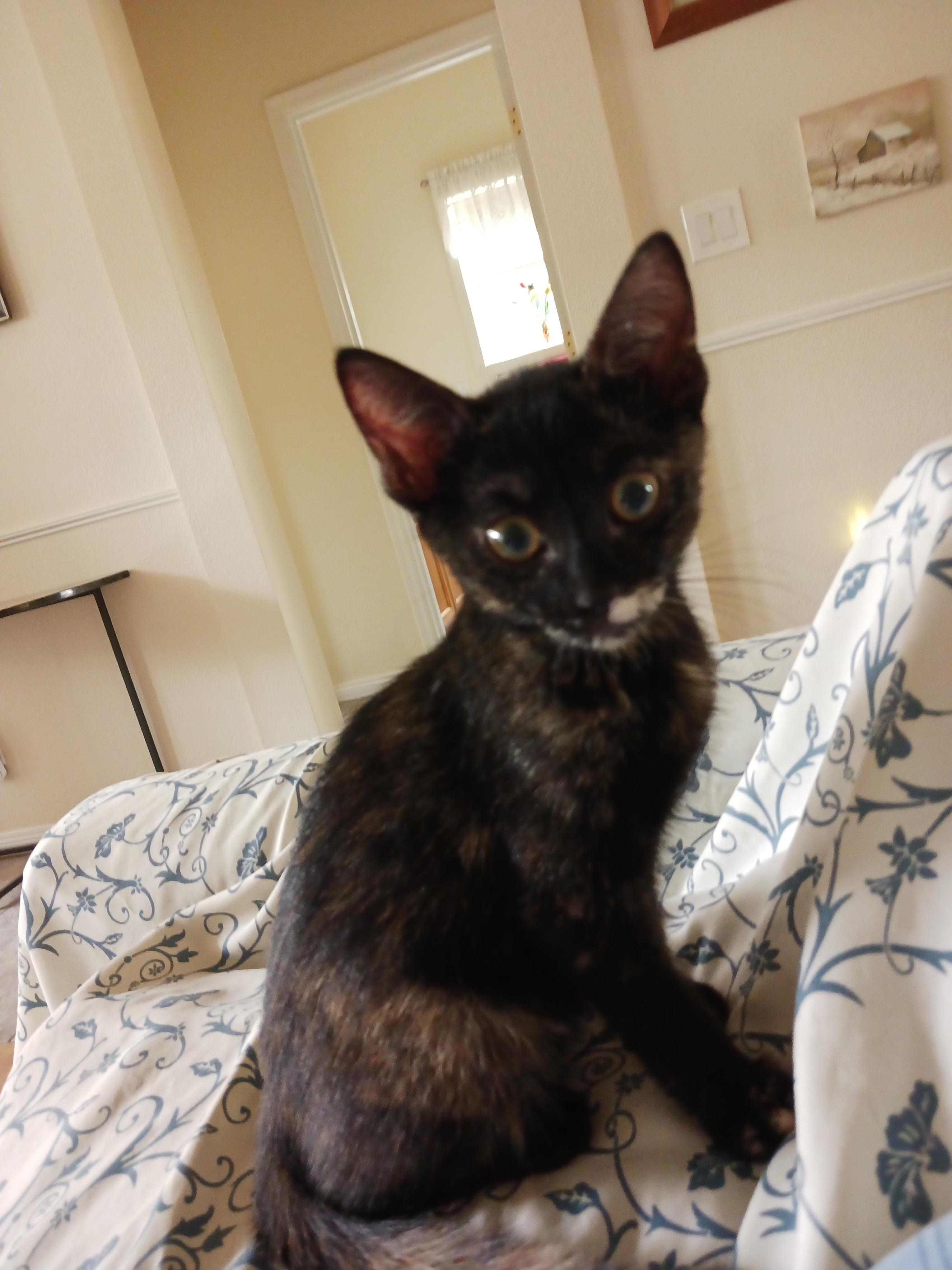 Enlarge Snickers — Sweet as Can Be, a Adopted Tortoiseshell in Prescott, AZ image 1/4