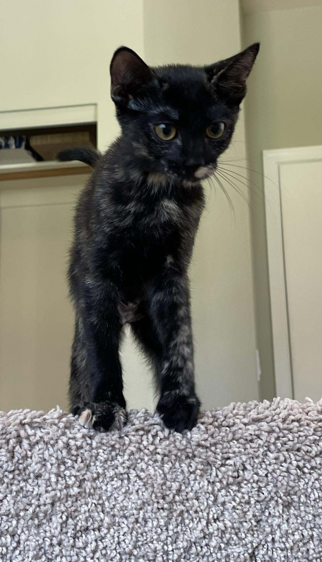 Enlarge Snickers — Sweet as Can Be, a Adopted Tortoiseshell in Prescott, AZ image 2/4