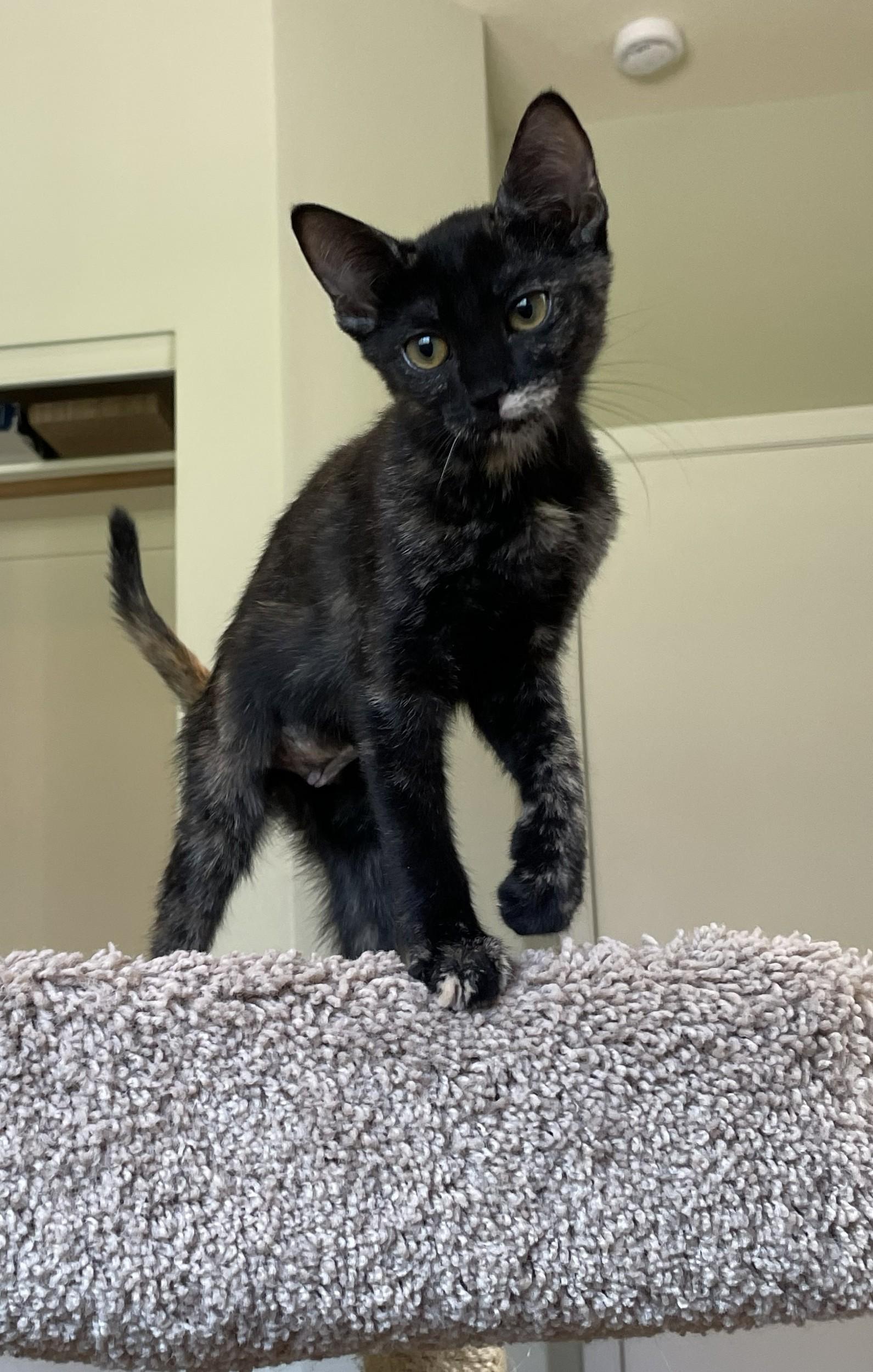 Enlarge Snickers — Sweet as Can Be, a Adopted Tortoiseshell in Prescott, AZ image 3/4