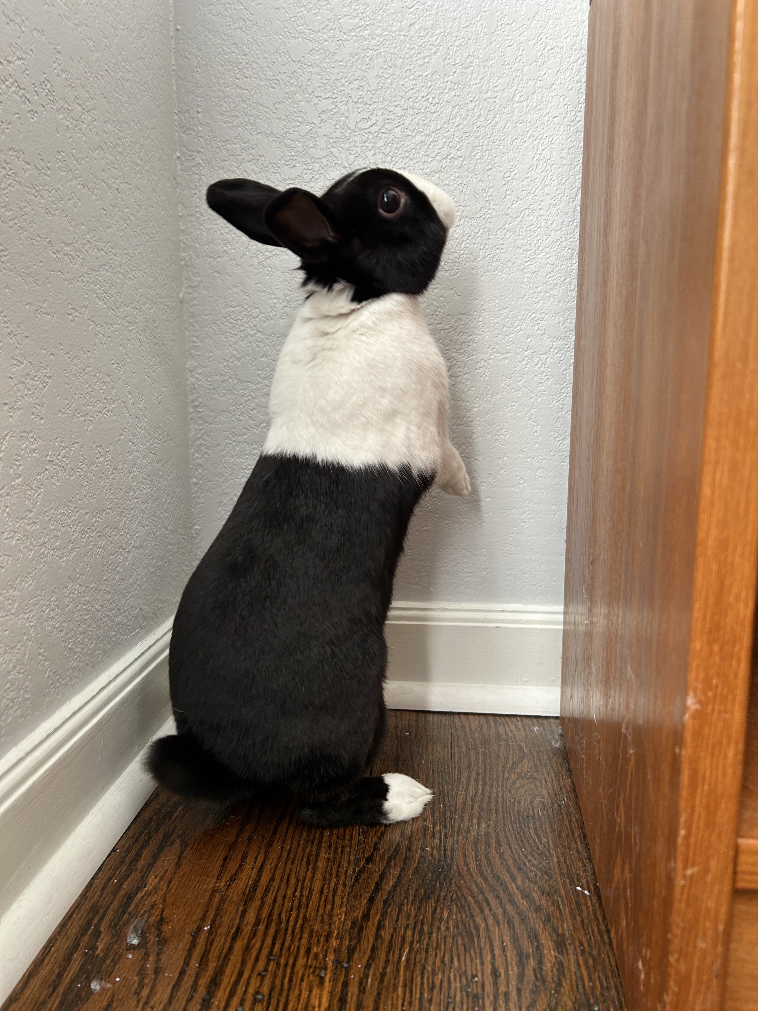 Tucker, a Adopted Dutch in Lee's Summit, MO image 1/4