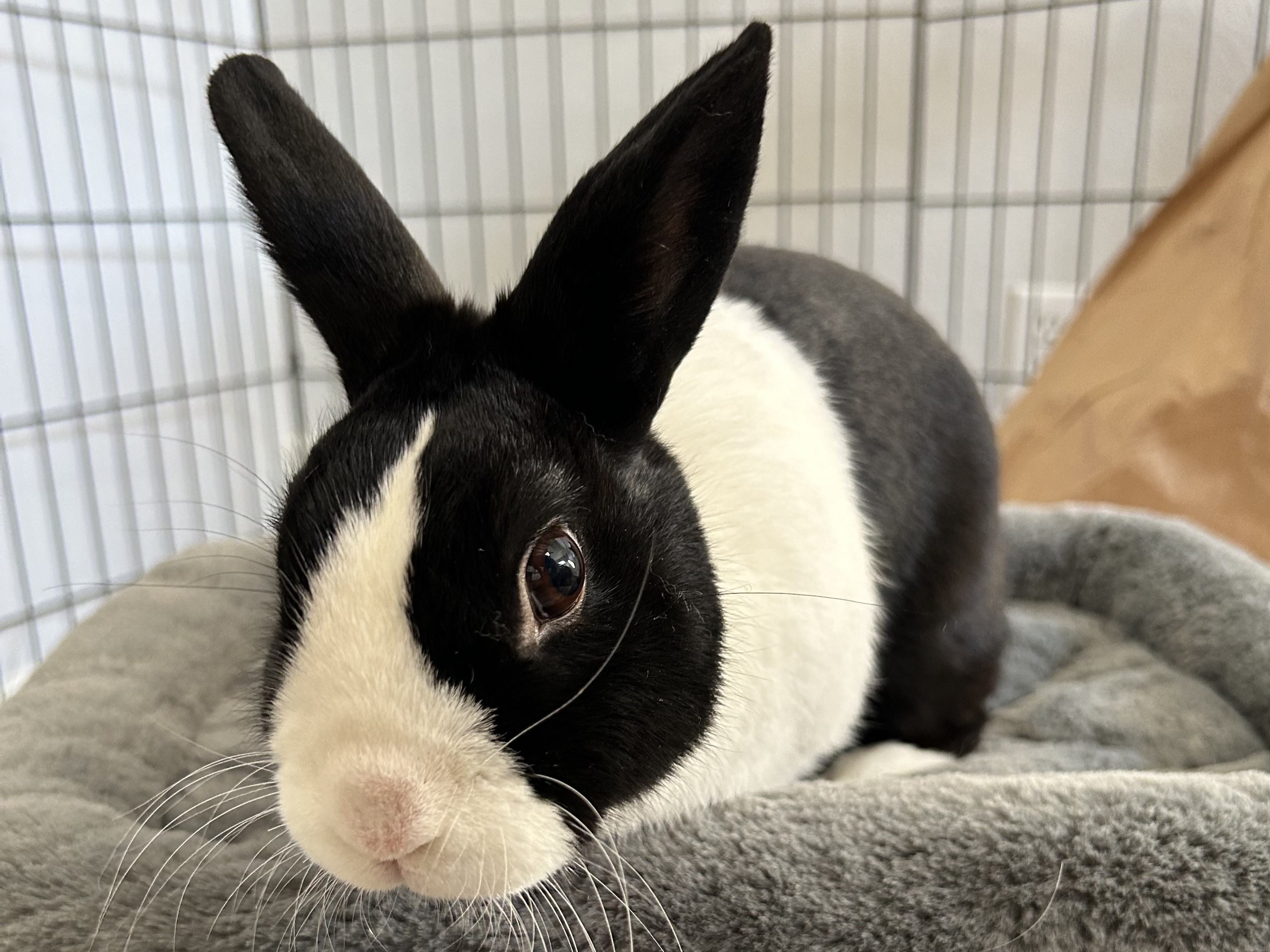 Tucker, a Adopted Dutch in Lee's Summit, MO image 2/4