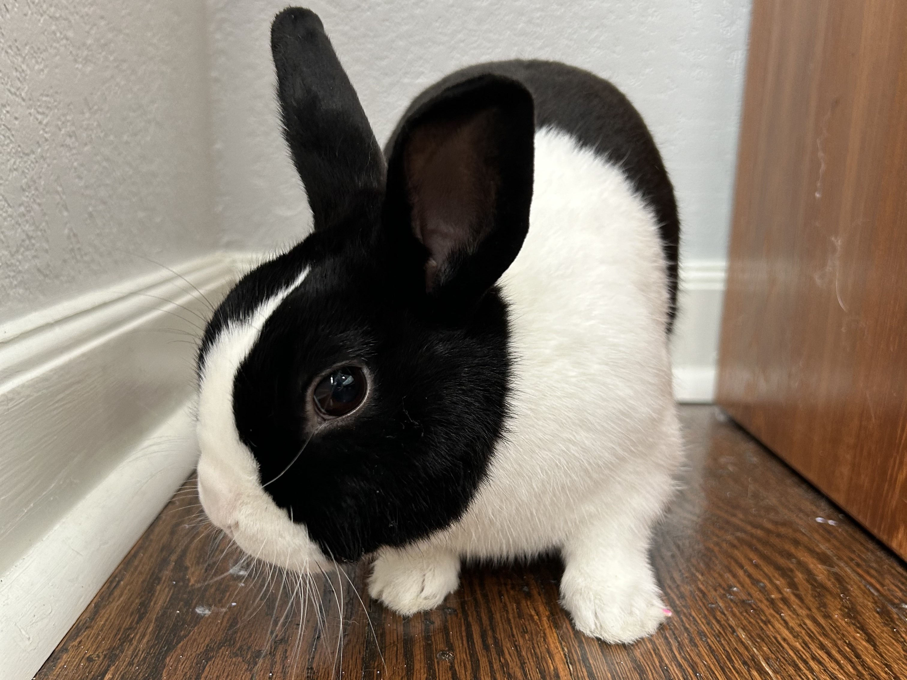 Tucker, a Adopted Dutch in Lee's Summit, MO image 3/4