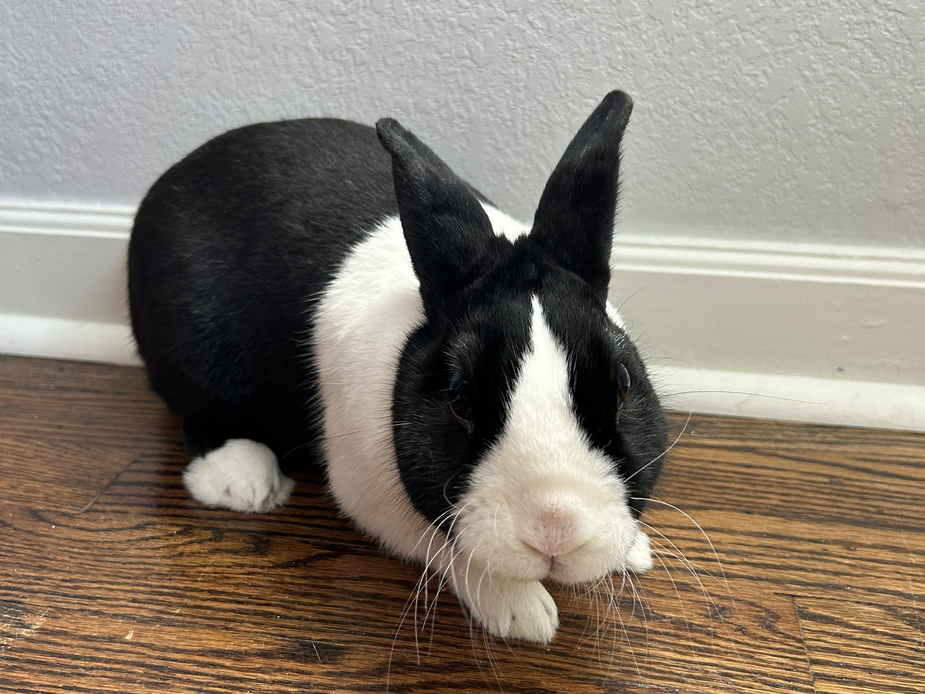 Tucker, a Adopted Dutch in Lee's Summit, MO image 4/4