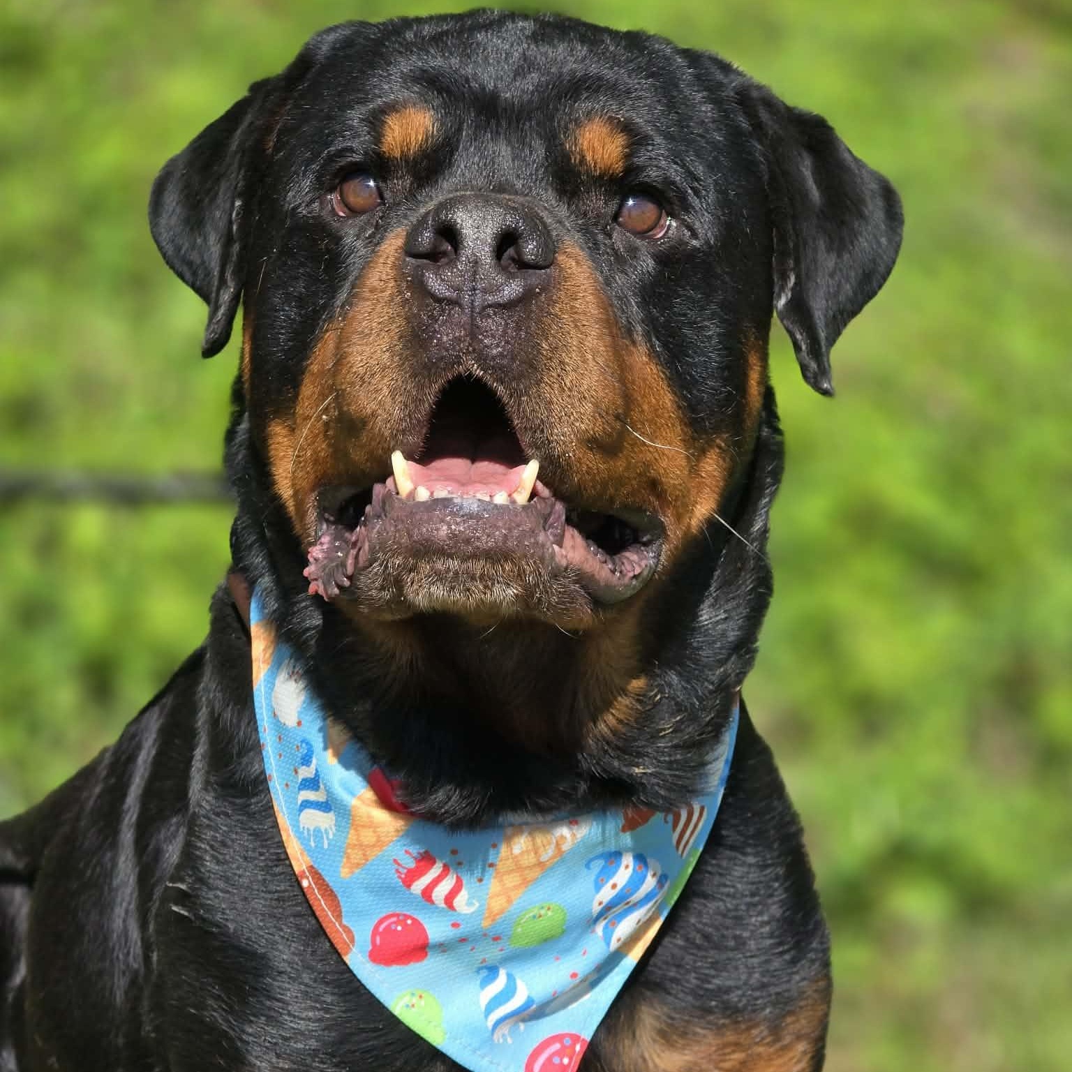 Enlarge Hollis, an adopted Rottweiler in Effingham, IL image 3/5