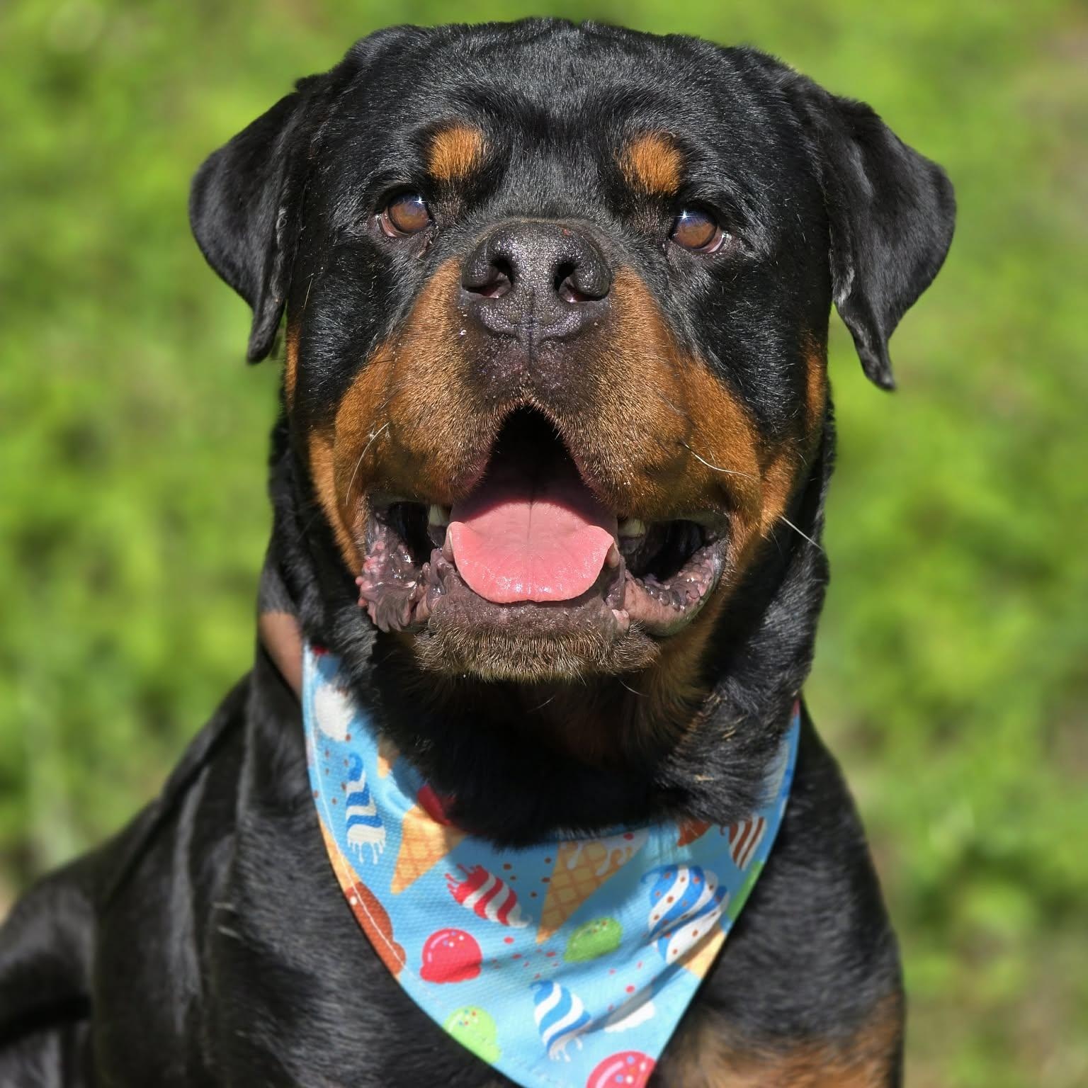 Enlarge Hollis, an adopted Rottweiler in Effingham, IL image 1/5