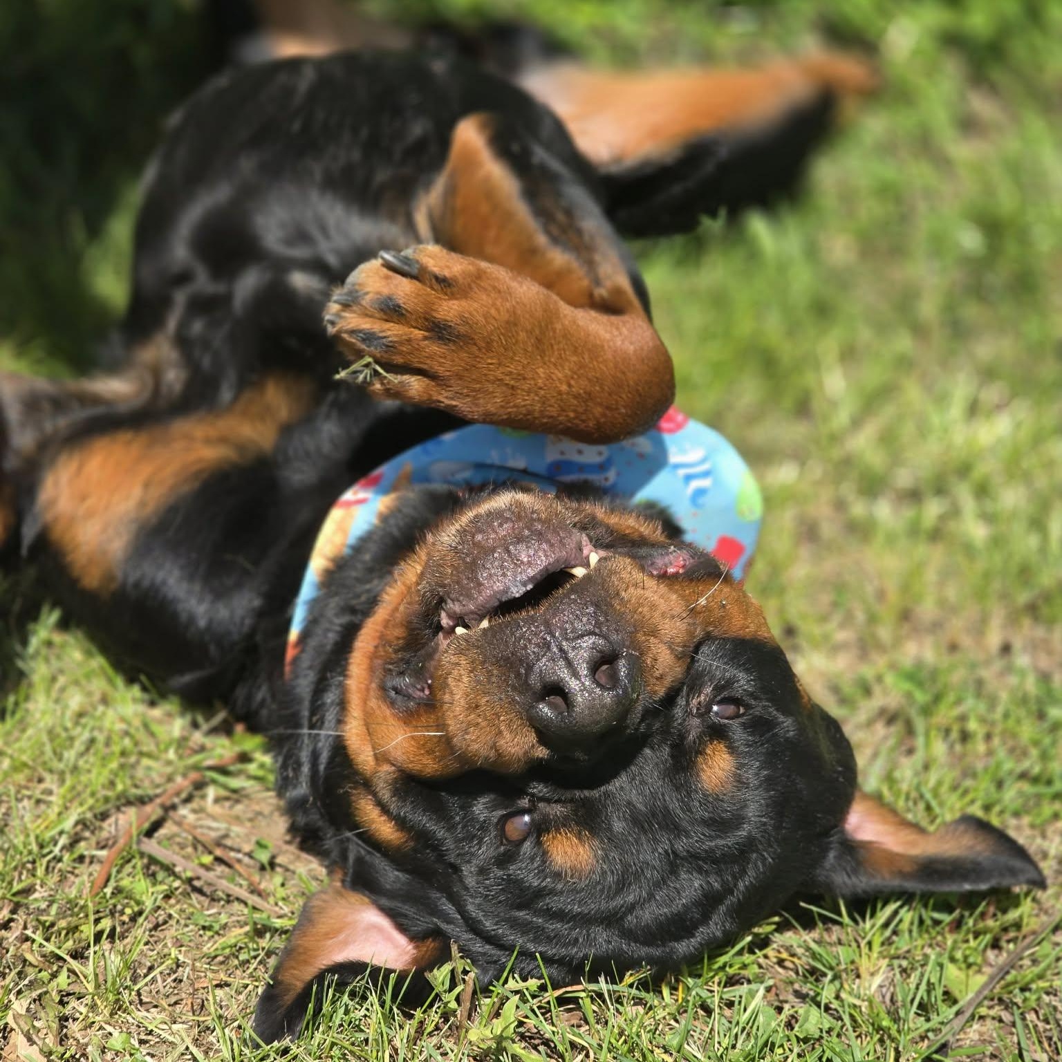 Enlarge Hollis, an adopted Rottweiler in Effingham, IL image 4/5