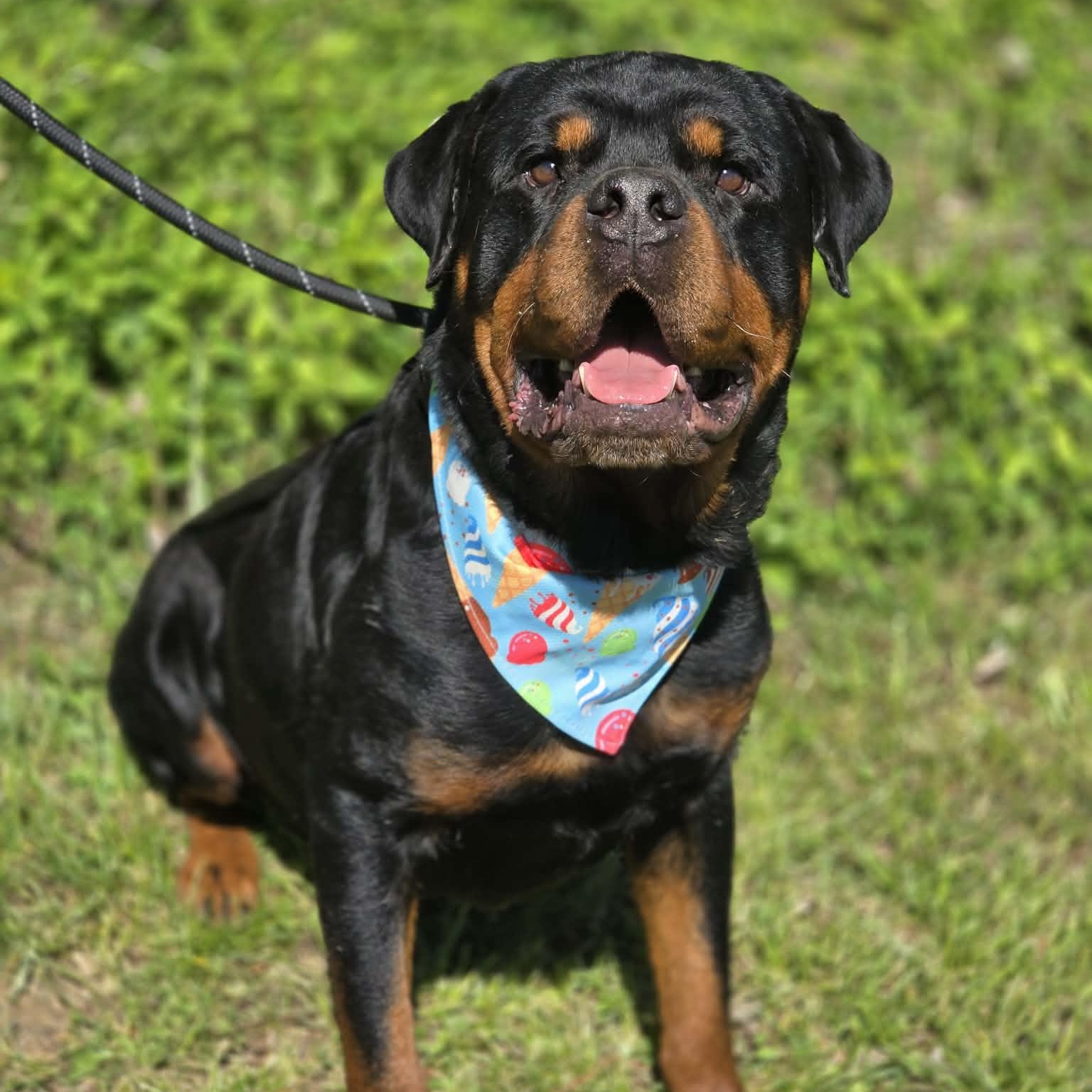 Enlarge Hollis, an adopted Rottweiler in Effingham, IL image 5/5