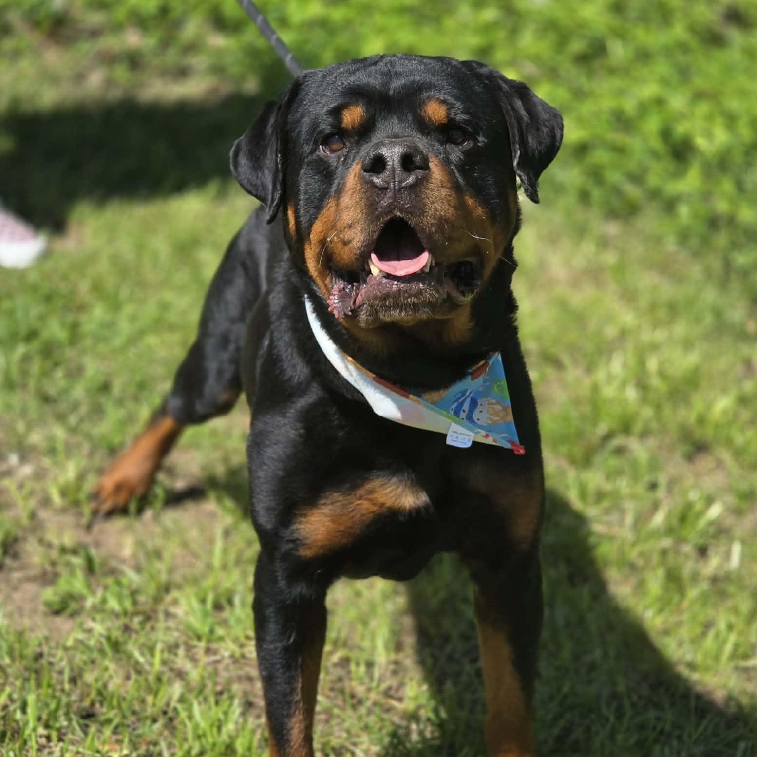 Enlarge Hollis, an adopted Rottweiler in Effingham, IL image 2/5