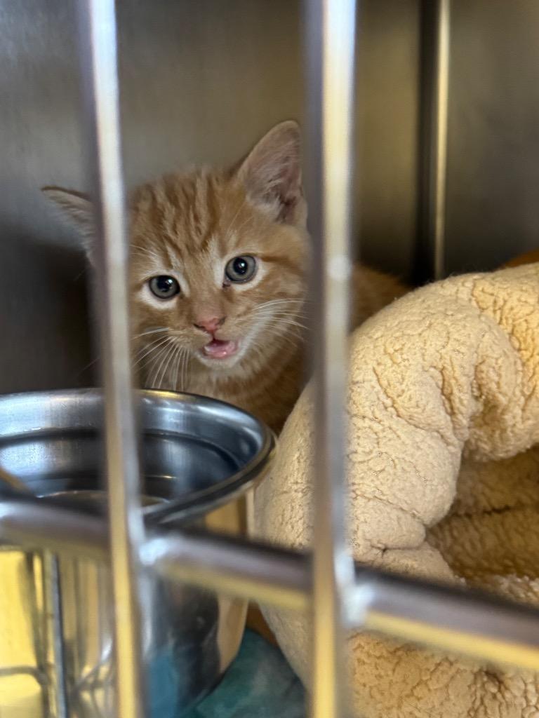 Copper, Adoptable, Kitten Male Domestic Short Hair.