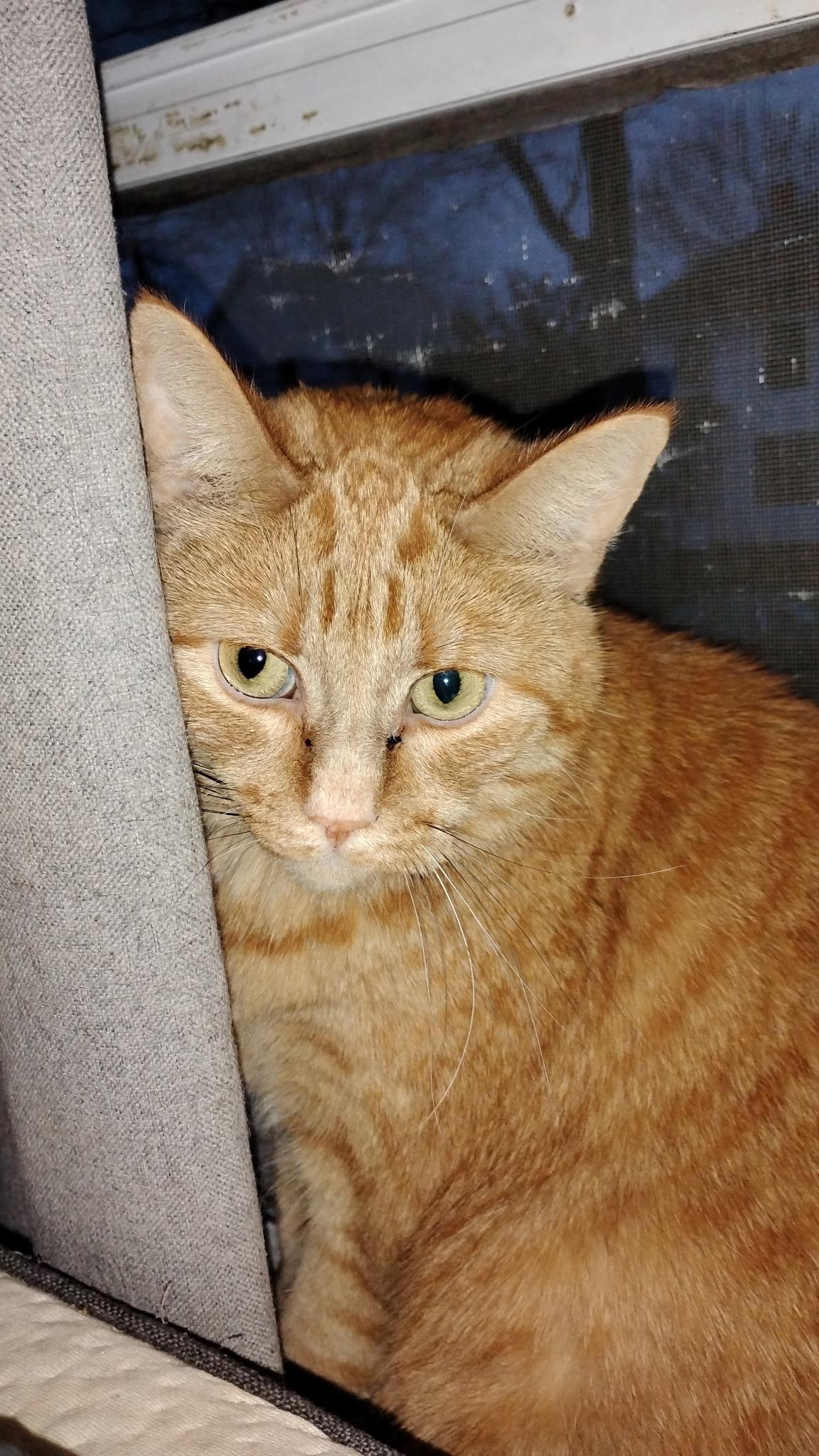 Enlarge Grandson, a ADOPTABLE Domestic Short Hair in Springfield, MA image 2/4