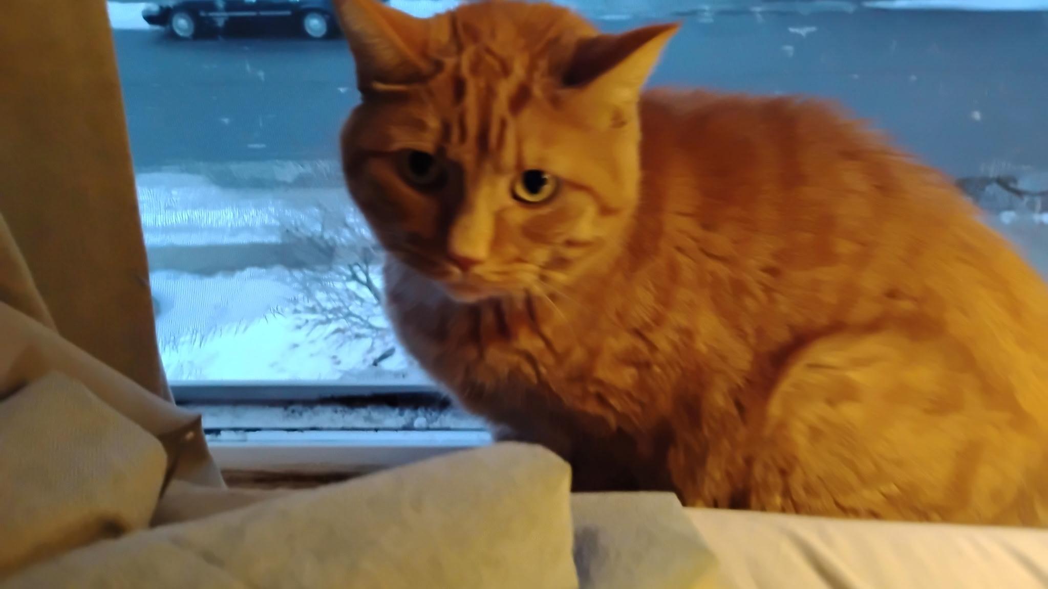 Enlarge Grandson, a ADOPTABLE Domestic Short Hair in Springfield, MA image 4/4