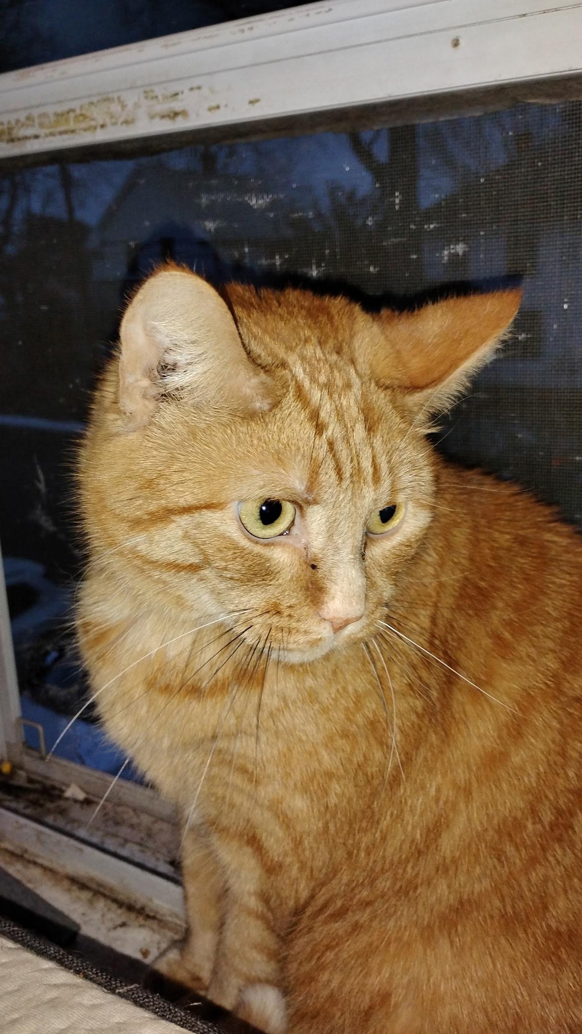 Grandson, ADOPTABLE, Adult Male Domestic Short Hair.