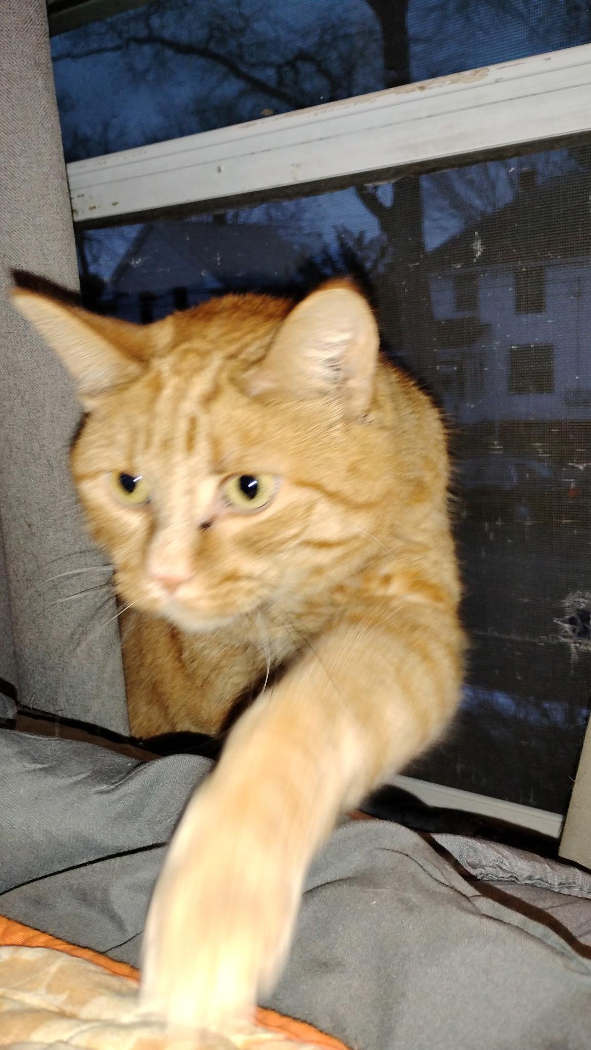 Enlarge Grandson, a ADOPTABLE Domestic Short Hair in Springfield, MA image 3/4