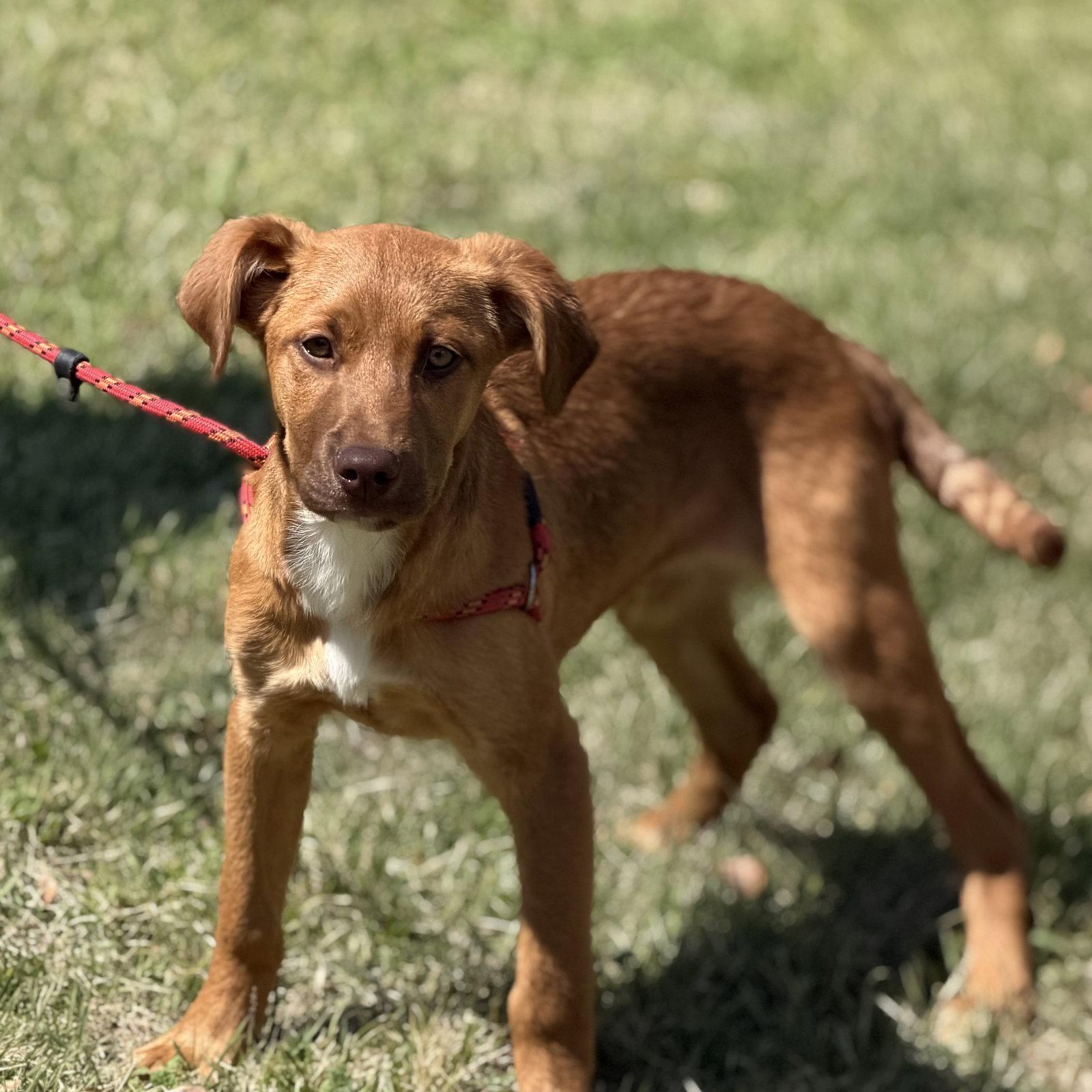 CHESTNUT, Adopted, Young Male Labrador Retriever.