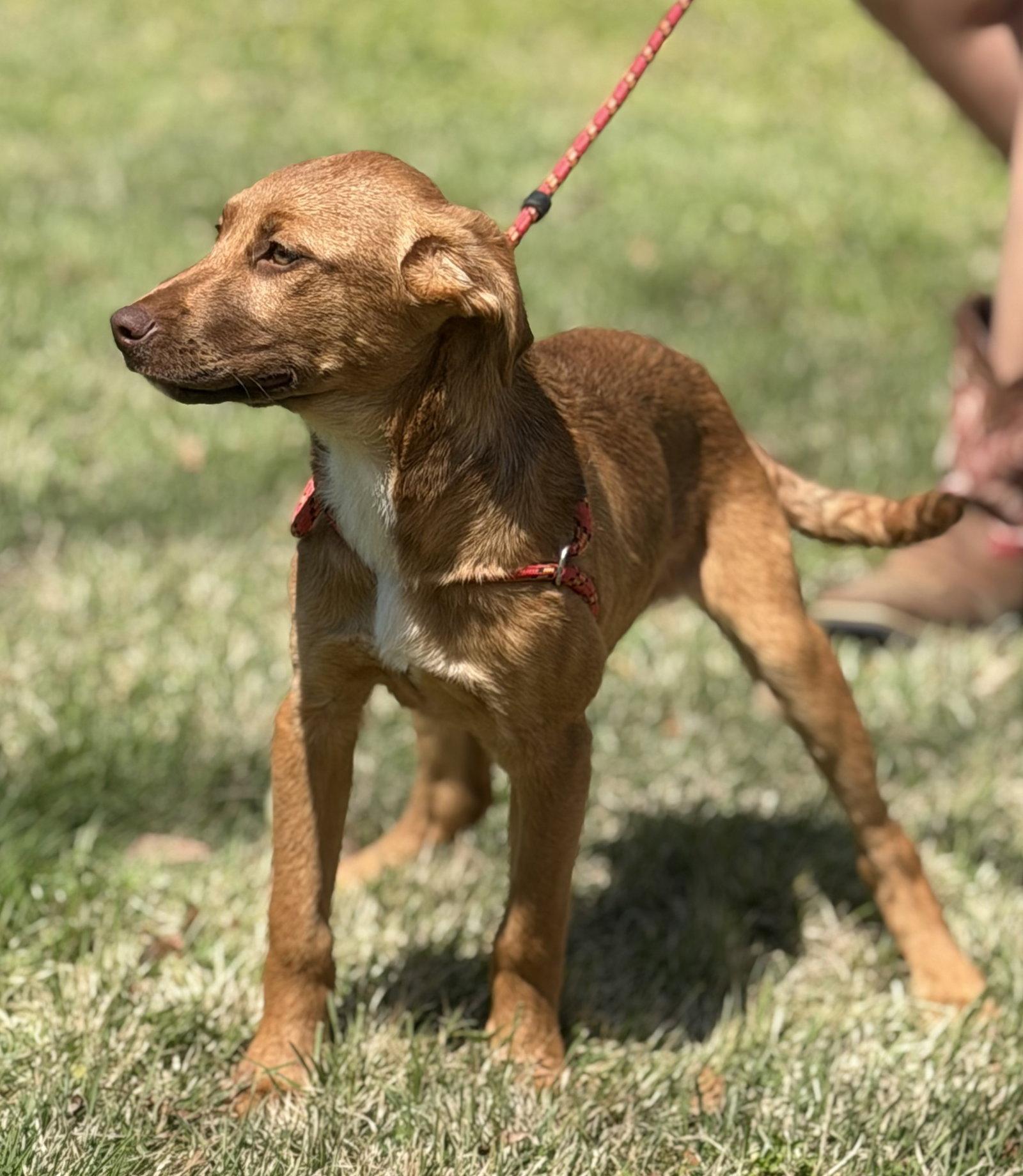 Enlarge CHESTNUT, a Adopted Labrador Retriever in NEWTOWN, PA image 2/3