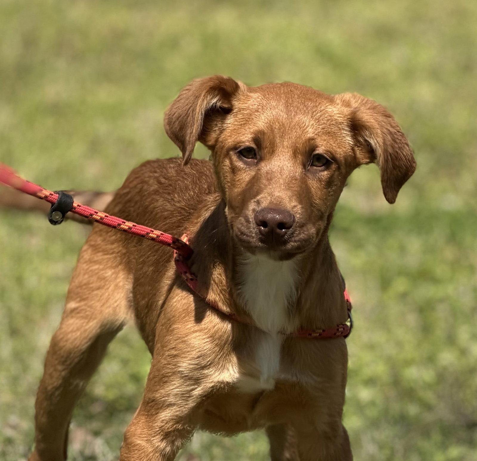 Enlarge CHESTNUT, a Adopted Labrador Retriever in NEWTOWN, PA image 3/3