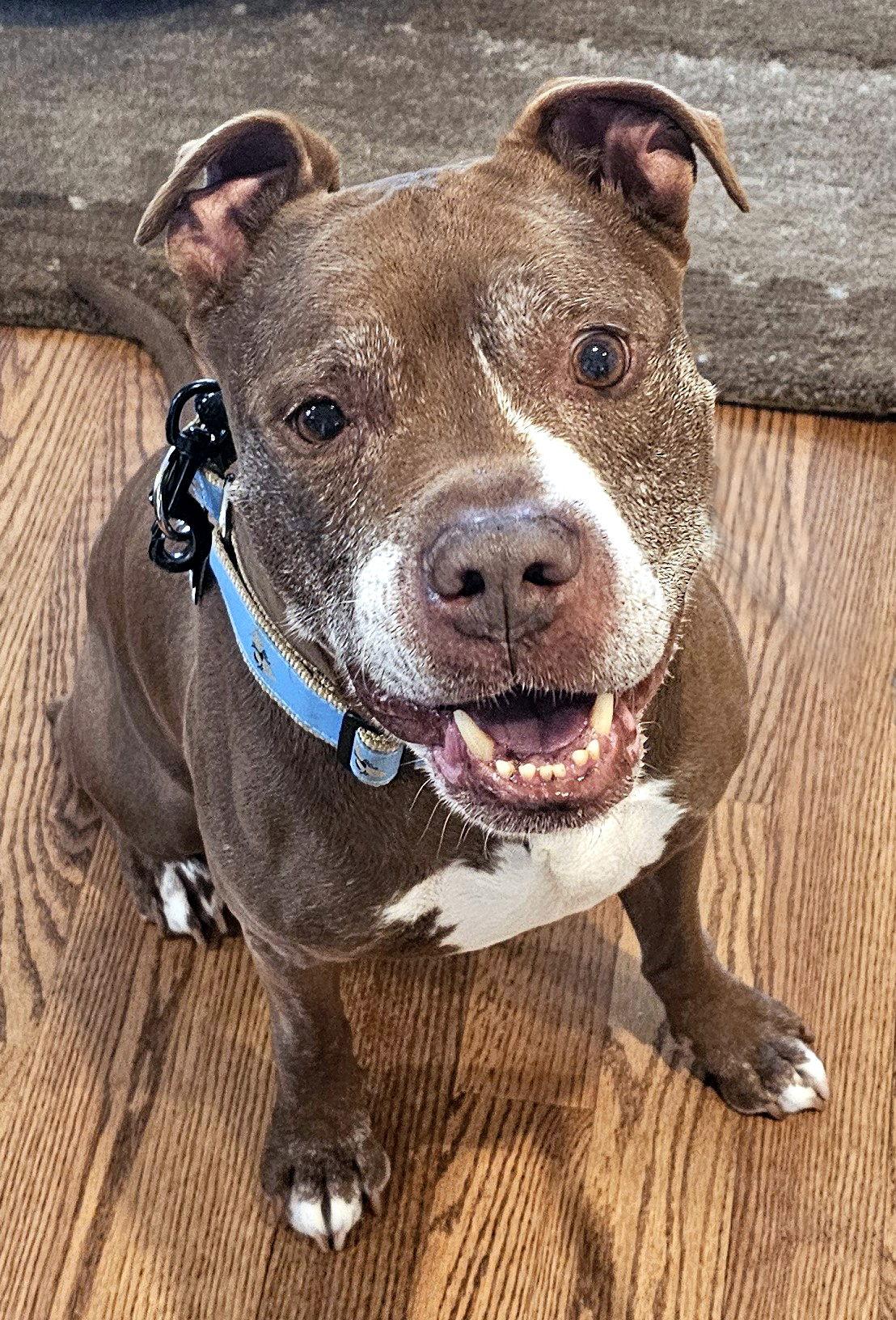 Enlarge Kane, a Adoptable Pit Bull Terrier in Framingham, MA image 2/3