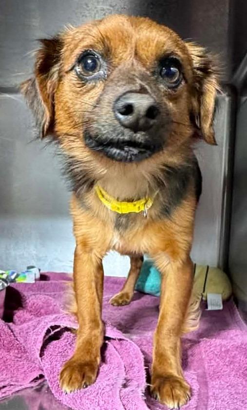 Cruiser $500, Adoptable, Adult Male Spaniel & Chihuahua.