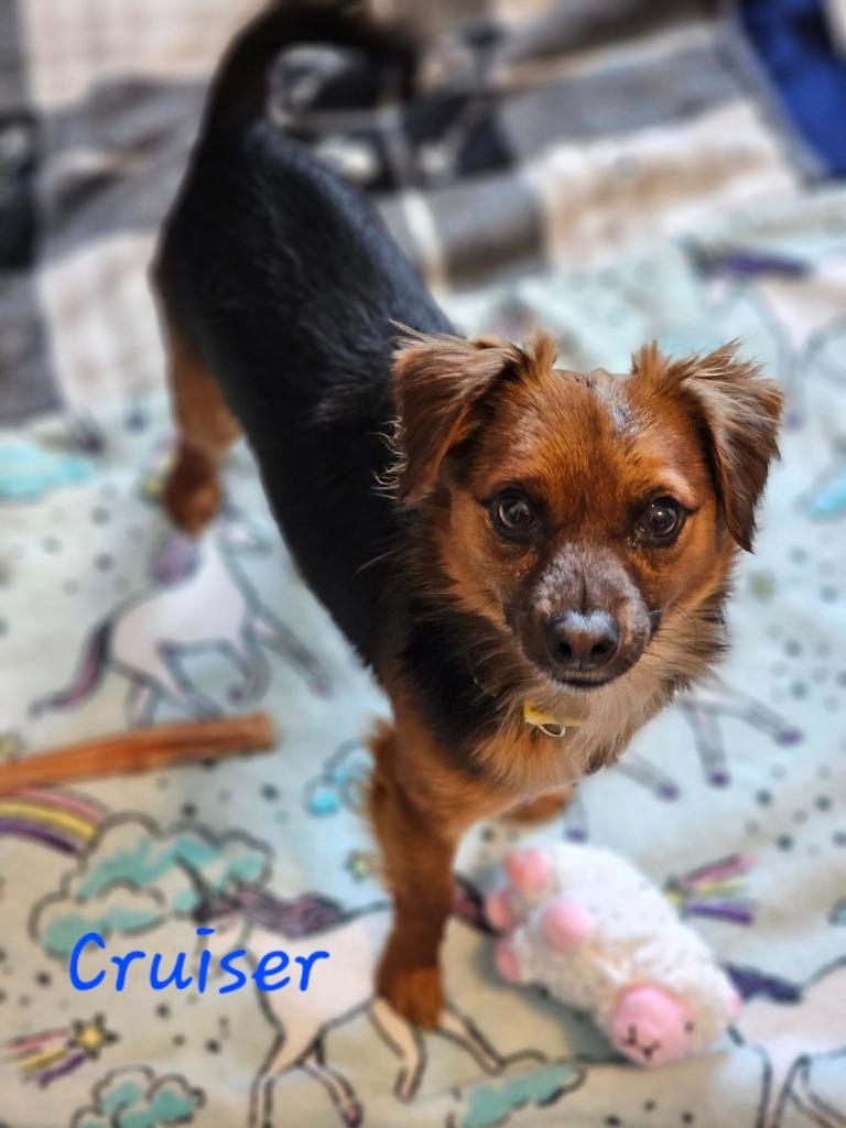 Enlarge Cruiser $500, a Adoptable mixed breed in Milwaukee, WI image 2/2