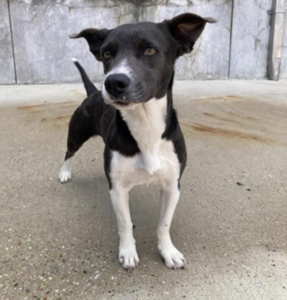 Enlarge Luna, an adopted mixed breed in Baton Rouge, LA image 1/1