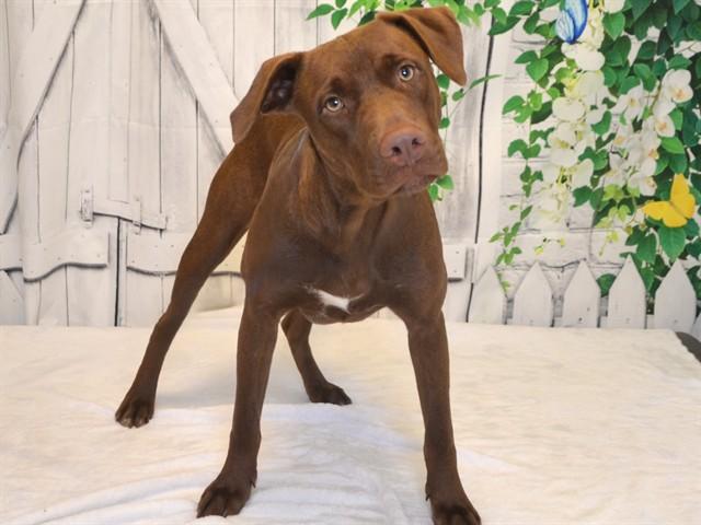 Enlarge HERSHEY, a Adoptable mixed breed in Oroville, CA image 1/1