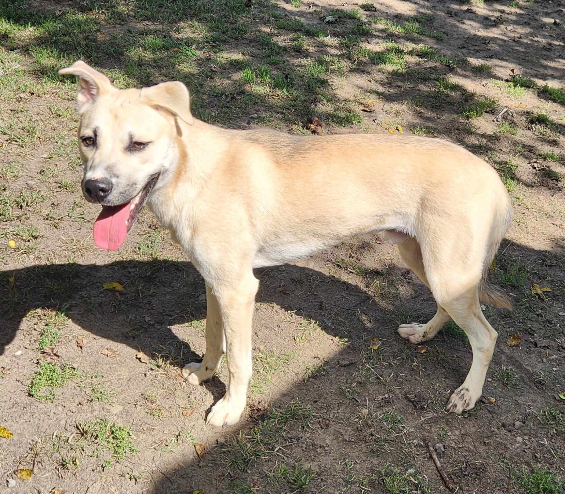 Prince, a Adoptable mixed breed in Liberty Center, OH image 1/6